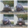 baby_hippo.jpg